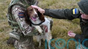 Military dogs save ‘hundreds’ of lives in Ukraine, says handler