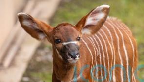 Zoo staff celebrate birth of critically-endangered mountain bongo calf