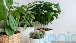 How to style your living space with indoor plants
