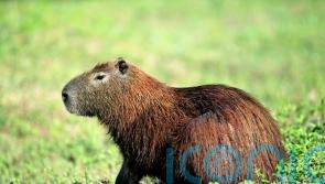 Zoo pleads with public for help finding escaped capybara