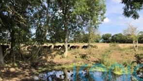 Government urged to commit to rewilding 30% of Britain’s land and seas by 2030