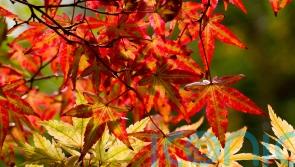 The best plants for dazzling leaf colour in autumn
