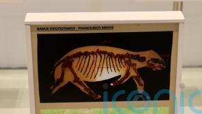 Dwarf hippos and elephants in Cyprus ‘driven to extinction by just 3,000 people’