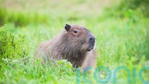 Live traps placed to recapture escaped capybara after sighting