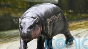 Thai zoo home to viral baby hippo Moo Deng is patenting the pygmy
