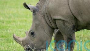 Ground-breaking treatment helps rhinoceros recover from broken leg