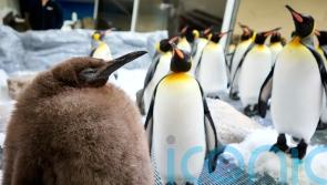 Huge penguin chick at Australian aquarium becomes social media sensation