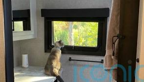Lost cat reunited with owners after amazing 900-mile journey across US