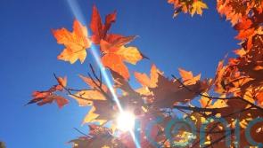 What you should be doing in the garden in October