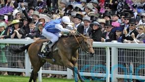 Goldikova honoured with Hall of Fame entry