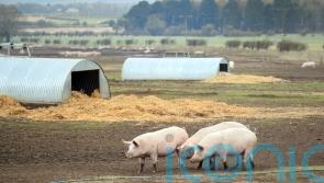 RSPCA reviewing farm animal welfare certification amid claims system failing