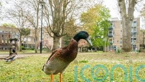 Statue unveiled for extra-tall duck who became an internet sensation