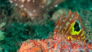 ‘Weird’ walking fish could shed light on how humans evolved to stand upright