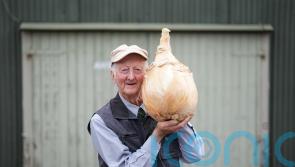 Pumpkins, onions and parsnips on display at giant vegetables competition