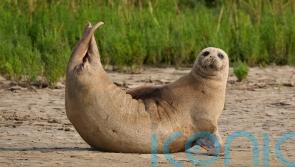 Thousands of seals counted in Thames Estuary ‘shows habitat is still healthy’