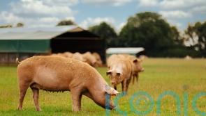 Meat producer Cranswick hikes outlook after growing pig farms
