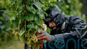 Harsh weather as climate changes brings challenges to French wine country