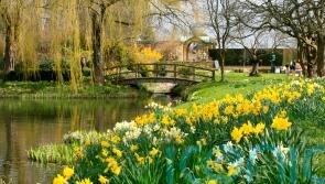 Daffodils to plant for a dazzling spring display