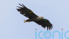 White-tailed eagles breed in Northern Ireland for first time in 150 years