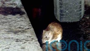 Widespread flooding has created ‘ideal conditions’ for rodents
