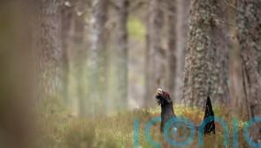 Emergency plan launched to save capercaillie in Cairngorms National Park