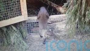 Pine martens return to South West after 100-year absence with Dartmoor release