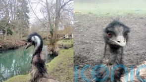 Animal sanctuary shares pictures of emu poo in attempt to find missing bird