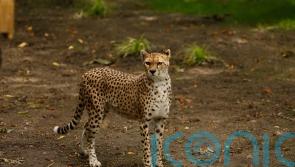 Cheetah dies at zoo after short illness