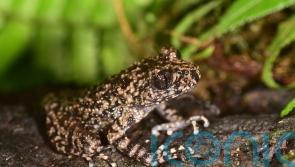 New toothed toad found by scientists on the hunt for its ‘brother’