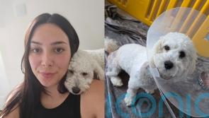 Owner ‘traumatised’ after vicious German shepherd burst into home and left cockapoo needing round-the-clock care