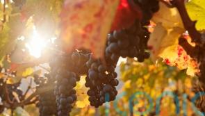 6 fruit-filled wines for autumnal recipes