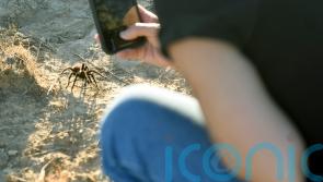 Spider lovers scurry to Colorado town in search of mating tarantulas