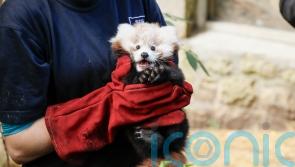 Red panda born at Scottish zoo healthy and doing well, say keepers