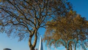 Bugs on a plane: Volunteers hunt for invasive insect pest on famous trees