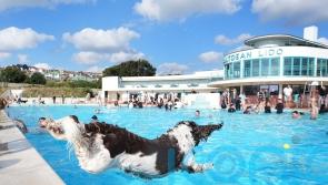 Doggy-paddling pets and owners take over lido for fundraising swim