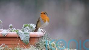 How to protect your garden before the first frosts set in