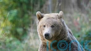 Boki the brown bear set for brain surgery this week