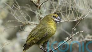 Remote island bird at risk of extinction is thrown lifeline by parasitic wasp