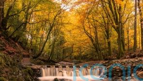 The best forest walks around the UK and Ireland to take on this autumn and winter