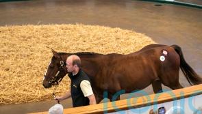 Joorabchian swoops for Frankel yearlings to make waves at Tattersalls