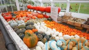 Pumpkin harvests hit by wet weather and ‘army of slugs’ – National Trust