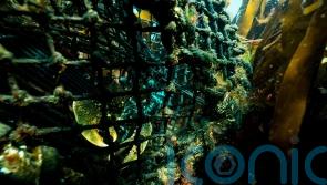 Unsustainable fishing ‘putting pressure on UK crab and lobster populations’