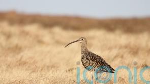 Curlew numbers in areas of Northern Ireland show ‘incredible improvement’
