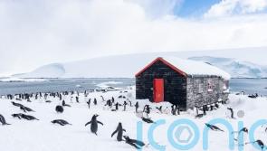 British team to count penguins in Antarctica in one of world’s most remote jobs