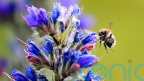 Stressed bees make pessimistic choices, research shows
