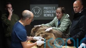 Boki the brown bear has pioneering brain surgery in Kent