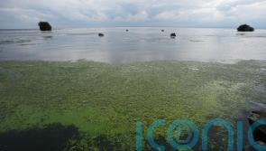 Lough Neagh blue-green algae to be observed from space