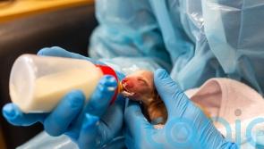 Animal charity rescues 216 dogs in 10 days in record influx