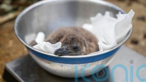 Zoo names endangered ‘mischievous’ penguin chicks after Oasis frontmen