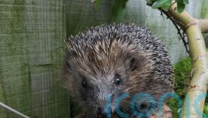 National conservation strategy launched to halt declining hedgehog numbers